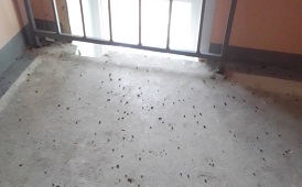 Дезинсекция мест общего пользования дома по адресу ул. Ракитная, 42 Дезинсекция мест общего пользования дома по адресу ул. Ракитная, 42
