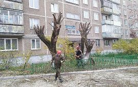 Кронирование деревьев на придомовой территории по адресу пр. Парковый, 40
