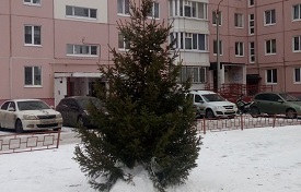 Пушистые красавицы в наших дворах!