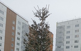 Установка елки во дворе ЖК Медовый