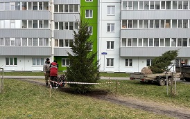 Высадка ели на придомовой территории по адресу ул. Артемьевская, 4