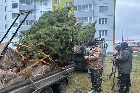 Высадка ели во дворе дома по адресу ул. Артемьевская, 2
