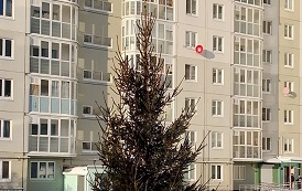 Установка новогодних елок на придомовых территориях